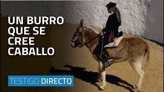 Un burro que se cree caballo  Testigo Directo HD [upl. by Hras]