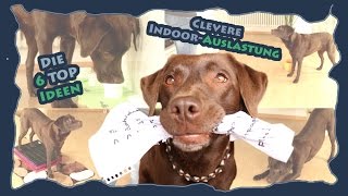 Hundetraining  Die 6 Top Ideen zur cleveren IndoorAuslastung [upl. by Lasko]