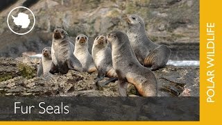 Fur Seals [upl. by Curtis91]