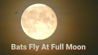 Bats Fly At Full Moon  24 July 2021  Crickets Sommer Night Sound Relaxing [upl. by Yrdnal]