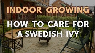 How to Care for a Swedish Ivy [upl. by Abdella]