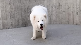 Samoyed Barking and Howling Compilation [upl. by Airretnahs]