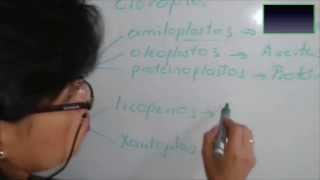 Clase profe Sandra los plastidios [upl. by Goerke738]