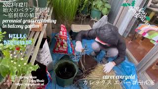 【2023年12月 始天のベランダガーデニング 〜宿根草の植替え〜】perennial grass replanting in balcony garden [upl. by Marylynne]