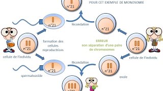 SVT  cours  origine dune anomalie chromosomique trisomie ou monosomie [upl. by Tur]