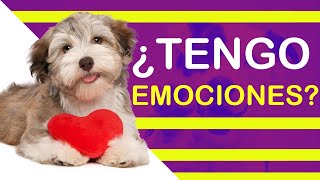 quotEl Amor Canino Revelado ¡Descubre cómo se Enamoran los Perros 🐾❤️ [upl. by Lurleen803]