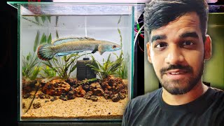 A Planted Tank for Wild Snakehead [upl. by Sacul]