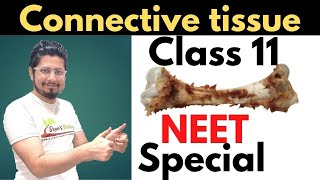 Connective tissue class 11 neet [upl. by Rehtnug]