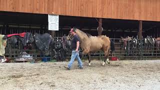 195 16 yr old 151h buckskin QH mare 875 Deadline 3824 [upl. by Leasa360]