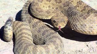 HUGE RATTLE SNAKE [upl. by Avin661]