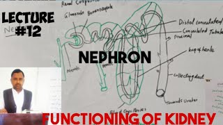 functioning of kidneynephronurinary systembiologylecture 12 anatomy [upl. by Gnemgnok]