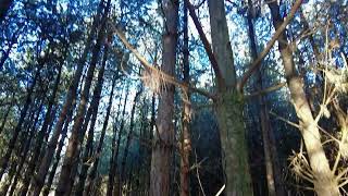 Freshfield Pinewoods on a cold winters day [upl. by Ytsur]