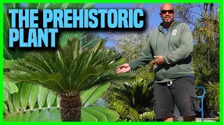 The Facts about Cycads  Earth Works Jax [upl. by Ahtera893]