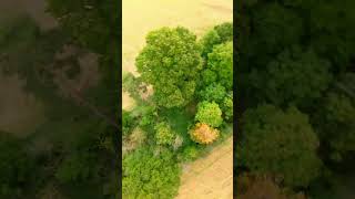 Sbang  Treestyle fpv fpvquadcopter quadcopter drone fpvdrone dji djidrone fpvfreestyle [upl. by Annatnas94]