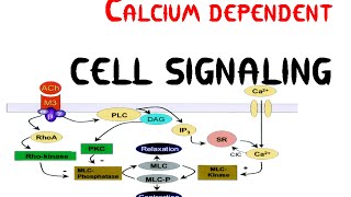 Calcium dependent Cell signaling pathway [upl. by Norean]