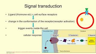 Cell Membrane amp Its Proteins Signal Transduction Receptor amp Messenger  Lecture 13c [upl. by Erehc178]