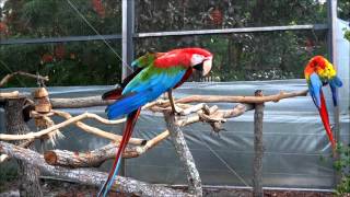 Macaw Parrot Sound [upl. by Herzog356]