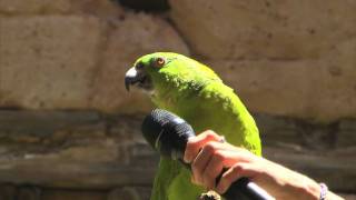 Meet Groucho the singing parrot at Disneys Animal Kingdom [upl. by Hare201]