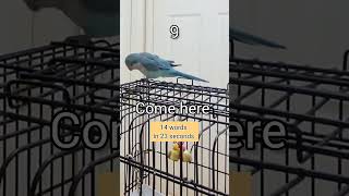 Quaker Parrot talking nonstop talkingparrot [upl. by Ellivro]