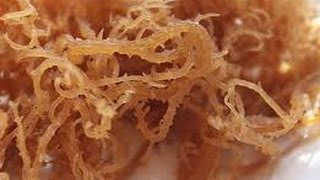 THE BENEFITS OF BLADDERWRACK amp SEA MOSS [upl. by Irallih]