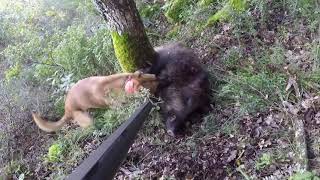 Caccia al cinghiale in Sardegna  Cal 20 Gopro wild boar hunting [upl. by Einnob]