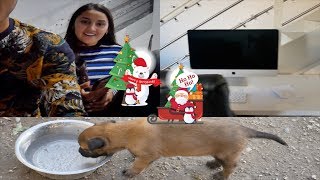 VLOG  ON SOFFRE UN AUTRE CHIEN POUR NOEL 🤭 [upl. by Gnilyarg]