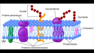 IILIPIDESapproche polycopiéQCMsIIpartie7 [upl. by Rayford]