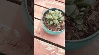 my healing haworthia haworthia plants garden [upl. by Andriette]