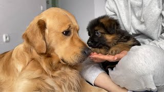 How My Golden Retriever and German Shepherd Became Best Friends From Day One [upl. by Sidhu]