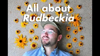 An Indepth Guide to Rudbeckia BlackEyed Susan [upl. by Sal]