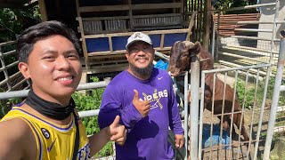 PART 1 FARM VISIT TO SIR GERALD GLEN MAGKAKAMBING NA KUMITA NA NG MILYON SA PAG BEBREED NG KAMBING [upl. by Rosalyn]