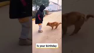 Dog dancing 50Cent song50Cent [upl. by Sidalg]