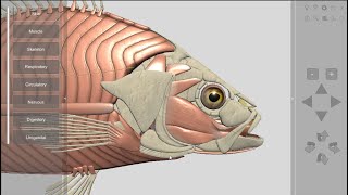 3D Fish Anatomy for Desktop [upl. by Buxton145]