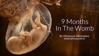 40 Weeks In The Womb by Ultrasound Dimensions [upl. by Polloch]