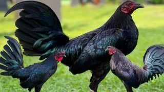 Beautiful Black Hennie gamefowl in the Philippines  jongi tv [upl. by Derian]