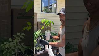 Training seedling roots garden gardening [upl. by Harrad975]