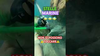 HO TROVATO UNA STELLA MARINA MA NON POSSO TOCCARLA 😭⚠️ [upl. by Enelrad]