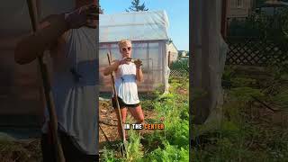 Explaining this has always been fun carrots growingfood howto diy gardenvlog garden [upl. by Auhsohey702]