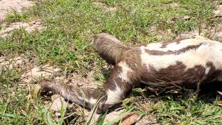 sloth running for its life [upl. by Javier]