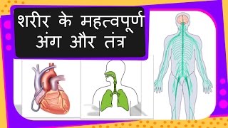 Science  Human Organs and Systems and their functions  Hindi [upl. by Anaujit]