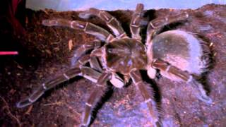 How to care for a Goliath Tarantula [upl. by Ykcub428]