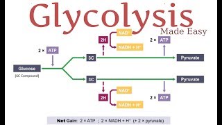 Glycolysis  Easy  Explained  Biochemistry [upl. by Trueman867]