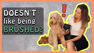 How to TEACH A GOLDENDOODLE to LIKE BEING BRUSHED  Doodle Dog Brushing Tips [upl. by Gorman]