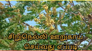 Amla Pickle RecipeNellikai oorukai in tamil [upl. by Serrell134]