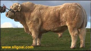 Charolais Bull Cresus at Sligo AI wwwsligoaicomwmv [upl. by Nidroj]