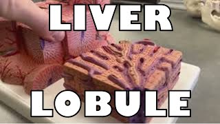 Liver Lobule Model [upl. by Langley]