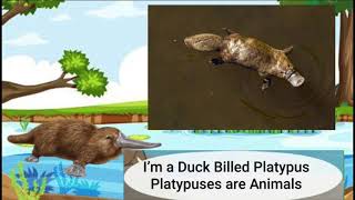 Meet the Animals 22 Duck Billed Platypus [upl. by Annoel]