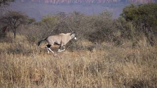 On amp Off the Road Safari in Namibia [upl. by Aynom672]