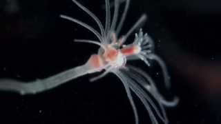 Actinula release in Ectopleura crocea Cnidaria Hydrozoa Tubulariidae [upl. by Ahseiat]