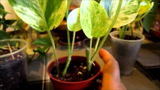 Rooting Pothos plant [upl. by Elyac]